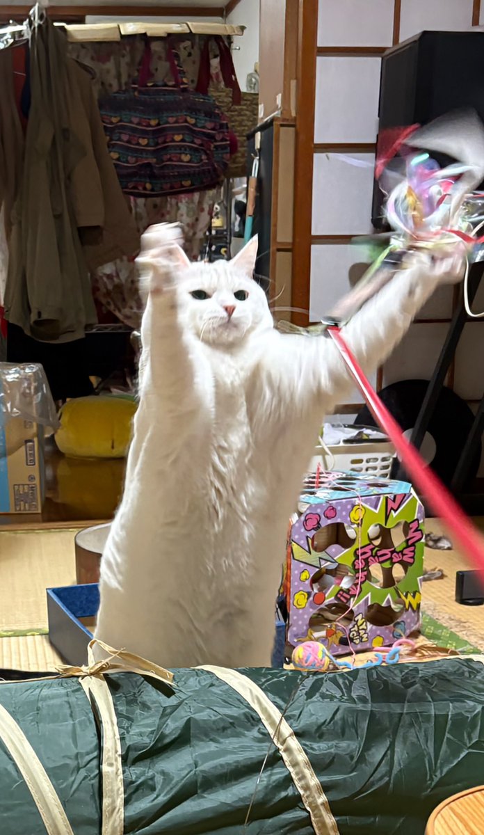 ボケボケにゃんだけどww