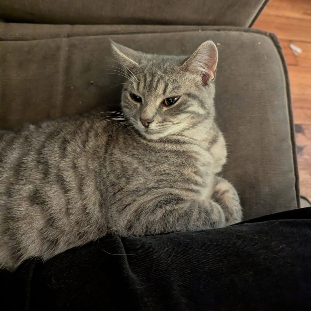 vigipets's tweet image. 🟠 🐱 Chat perdu le 10/01/2026 à Couilly-Pont-Aux-Dames (77860).
Race : Scottish &amp;amp; Highland / Âge : 6 mois
Roxy / Femelle / Identifié(e) : Non

☎️ 0766137703
📧  jeulinsoleine@gmail.com

#VigiPets #chatperdu #chattrouve #chat #perdu