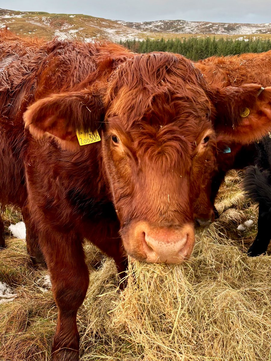 Joyce Campbell tweet media