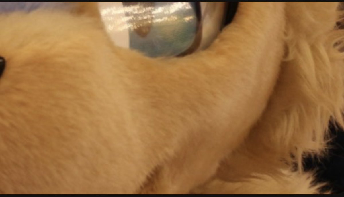 すやぁ〜💤🐈
僕流行りに乗っかるよ〜❣️
#FursuitEverday