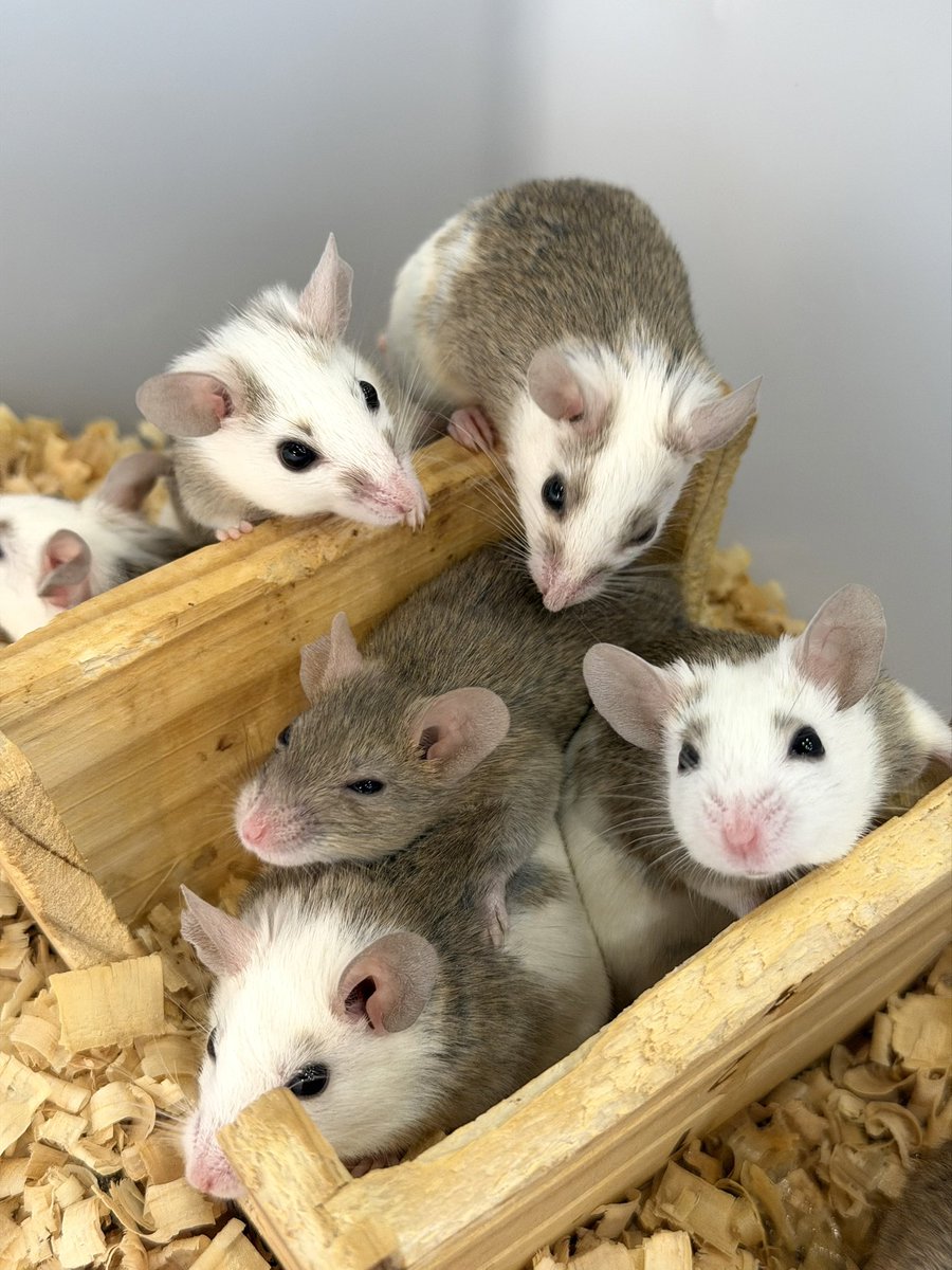 🐭 活ヤワゲ 販売中 🐭

♂ 1匹 ¥500

活ヤワゲは
ボールパイソン専門店 Side-B Collection
店頭にて販売しております🐍✨

#活餌販売 #爬虫類ショップ