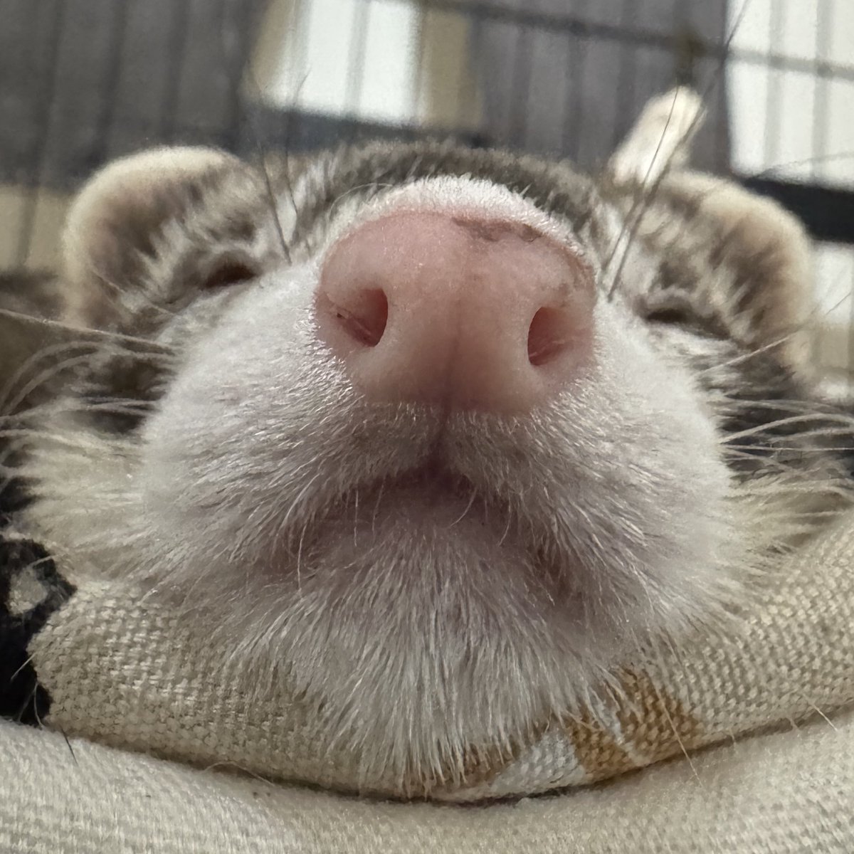 kukkuxmogu's tweet image. むにー