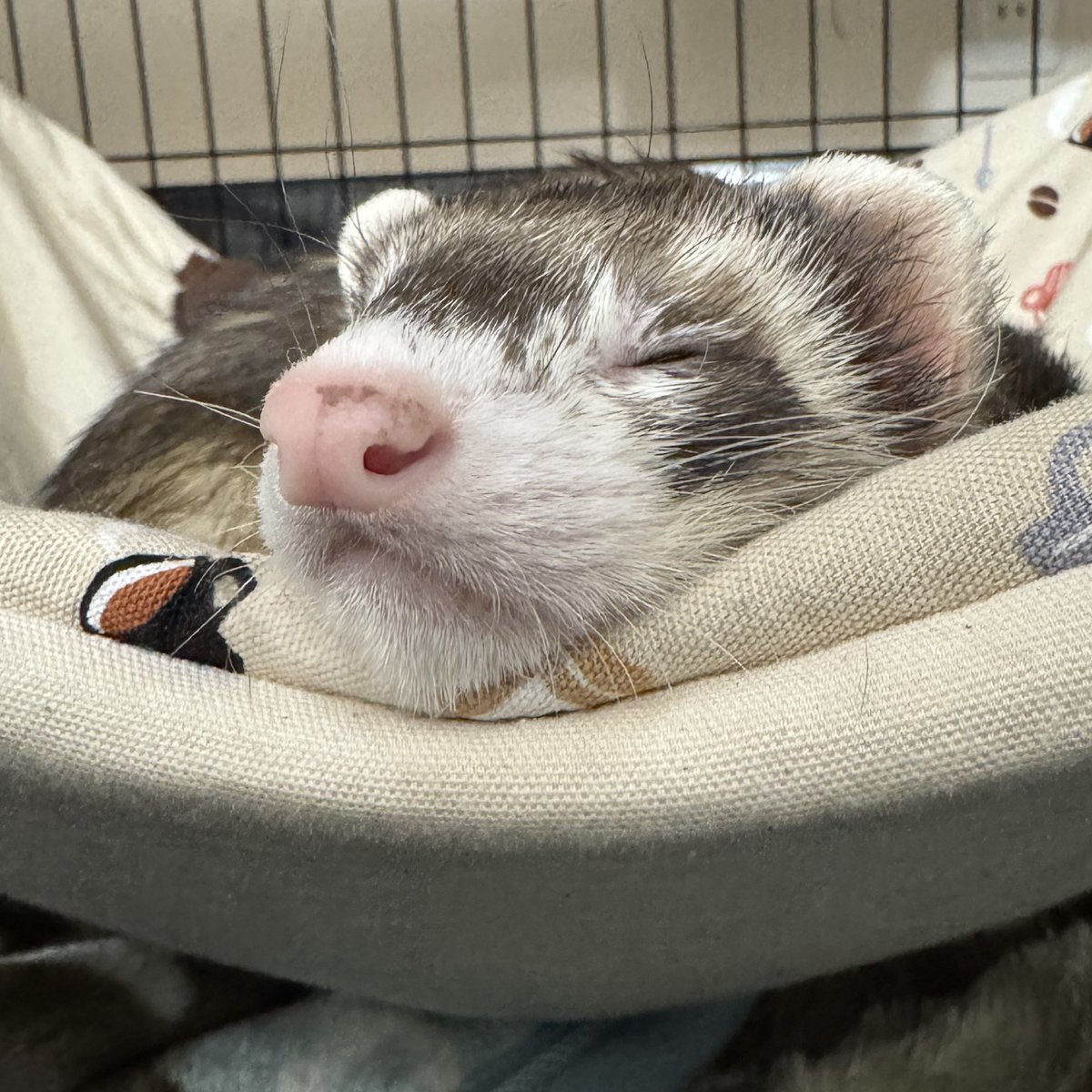 kukkuxmogu's tweet image. むにー