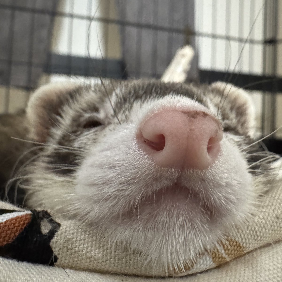 kukkuxmogu's tweet image. むにー