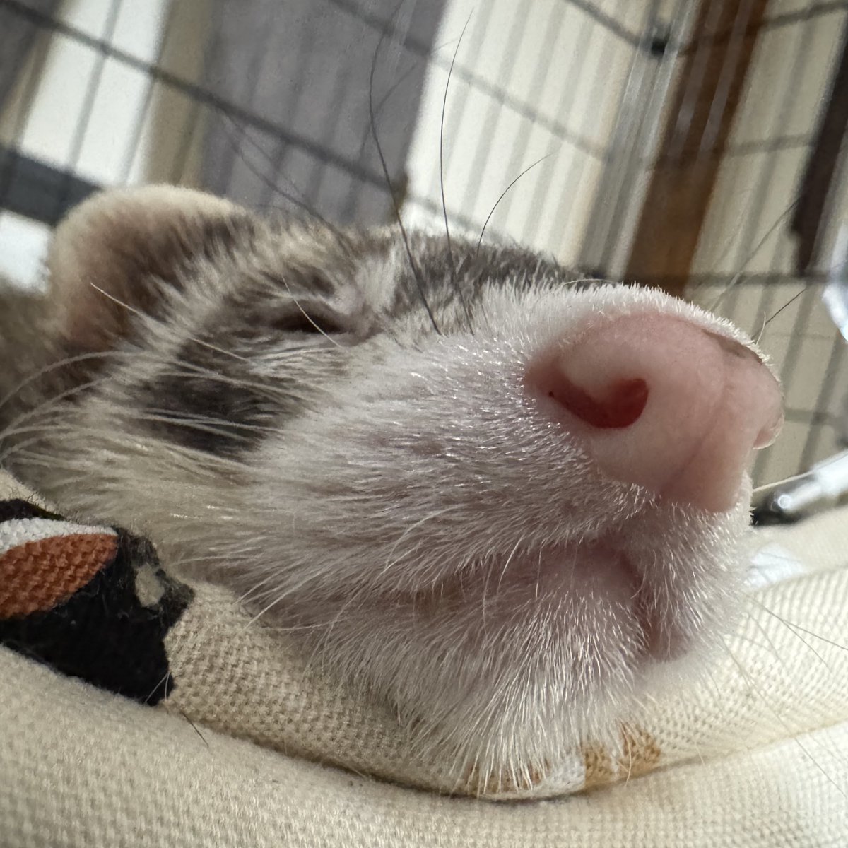 kukkuxmogu's tweet image. むにー