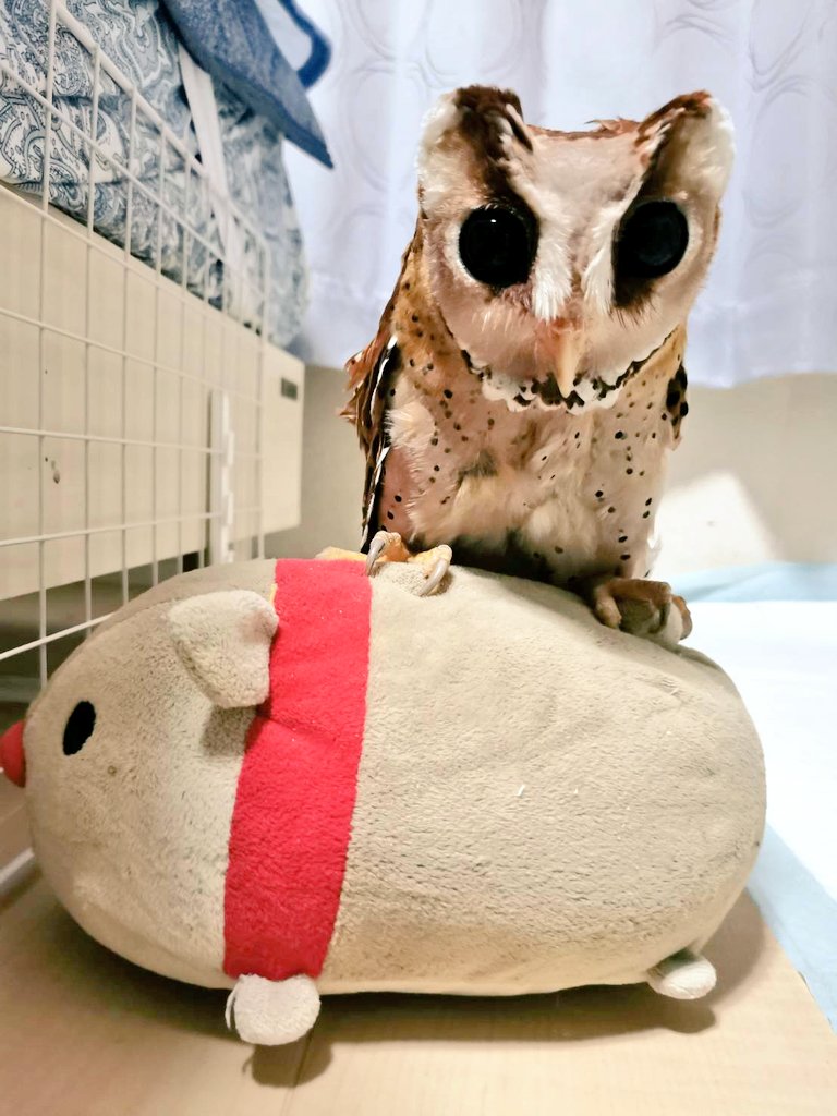 🧸「ぼく上手に食べれるよ！」
最近くまちゃんは大きいご飯を自分で掴んで食べることが出来るようになりました🍖！
(丸々あげ始めてみたのが最近なだけです🤭)
#ニセメンフクロウ