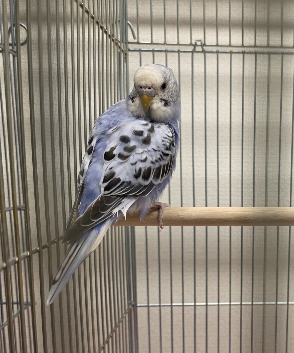 明後日　卒研の若鳥チームのミミ

スマホはまだ怖いのですが、呼ぶとケージの最前列までひとっ飛びしてくれるようになりました💕

まだまだ若鳥さん
新しいご家族様にめぐり会えますよう

#伊達レスキュー