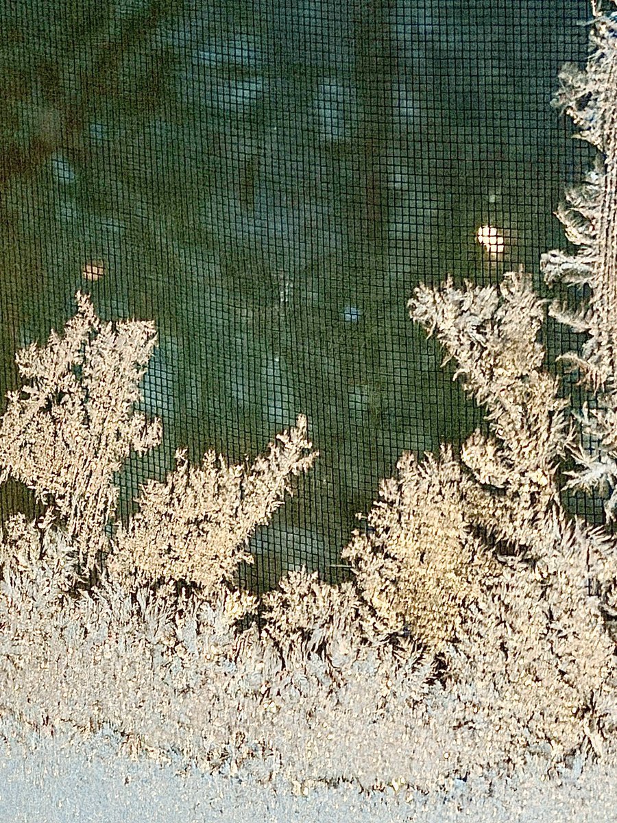 LissyLabrakel's tweet image. Eisblumiger Pfensterschmuck… Sehr hübsch, aber braucht pfiel Pflege… 🤣