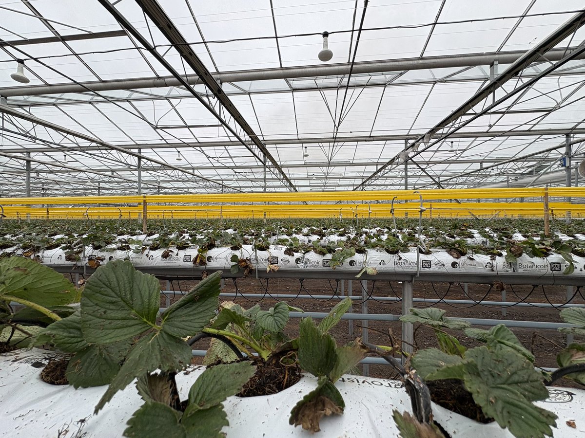 Agronomysilvers's tweet photo. Strawberries π being pruned, removal of older leaves to encourage new growth @AgriiUK #backbritishfarmingπ¬π§ #protectedcrops https://t.co/wfnA1ZQ5Ru