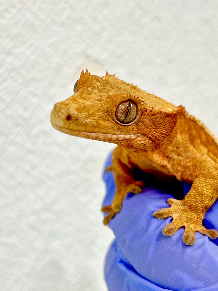 メガネ🦋/Satisfactory tweet media