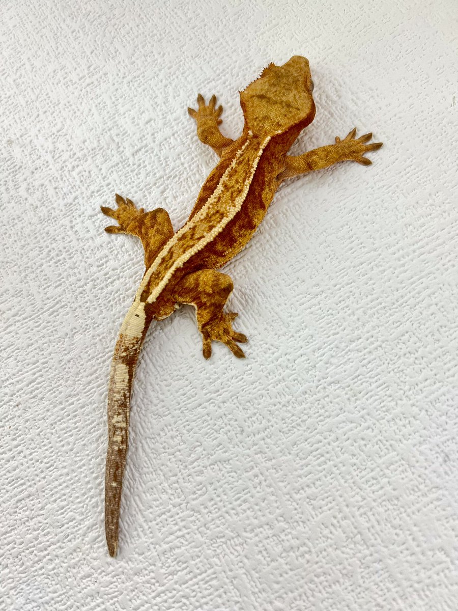 メガネ🦋/Satisfactory tweet media