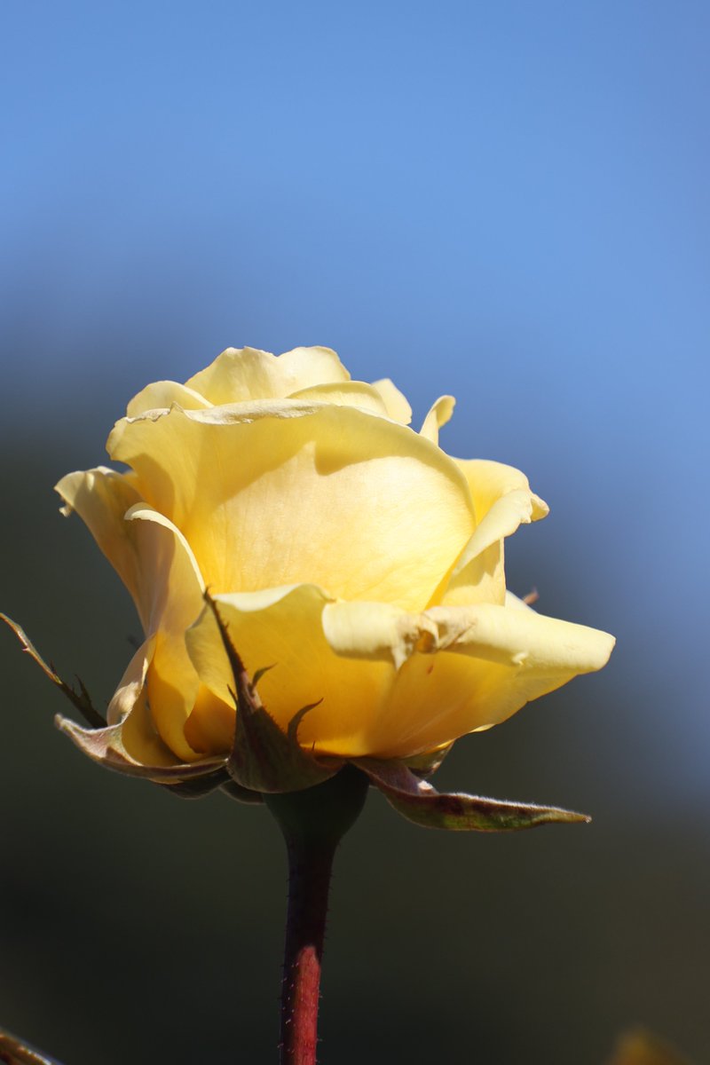 gontanokoneroku's tweet image. Rose 😃

#Photography #Flowers #Rose