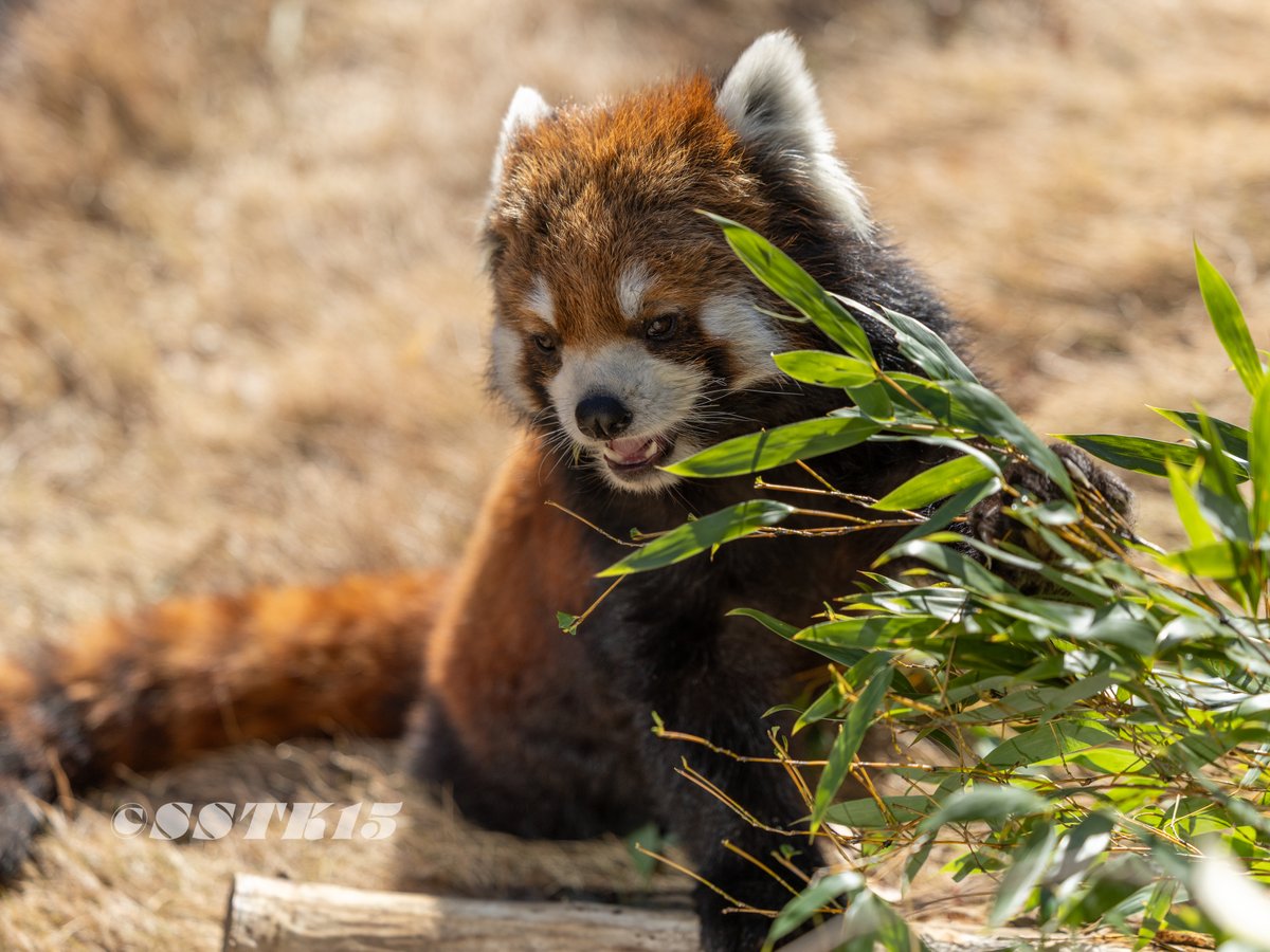 かずのこ以外はみんな初めまして
#桐生が岡動物園
#レッサーパンダ
#ライム
#フラン
#桃桃
#かずのこ