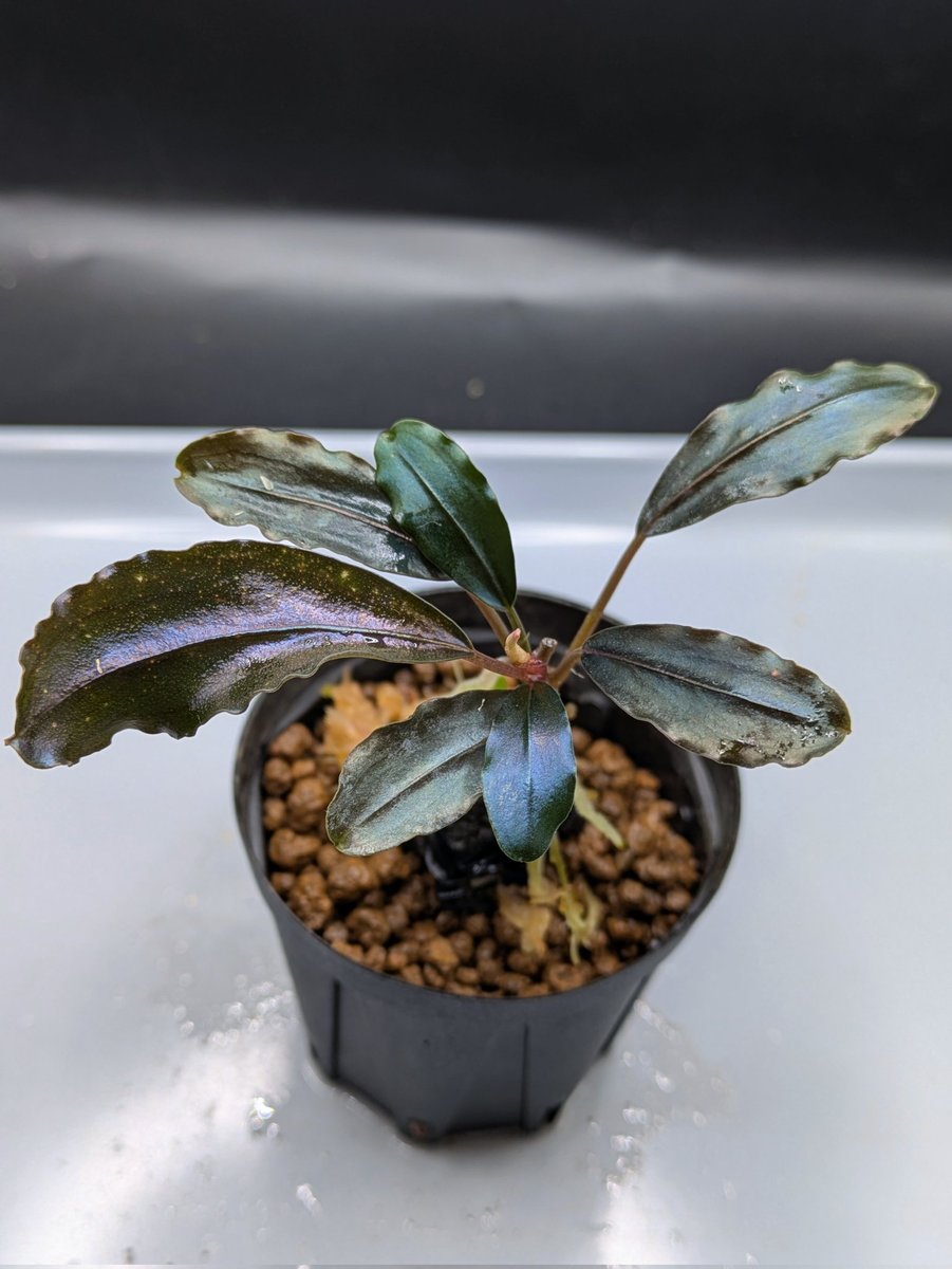 Kei@ (@keiponaQua) / Posts / X