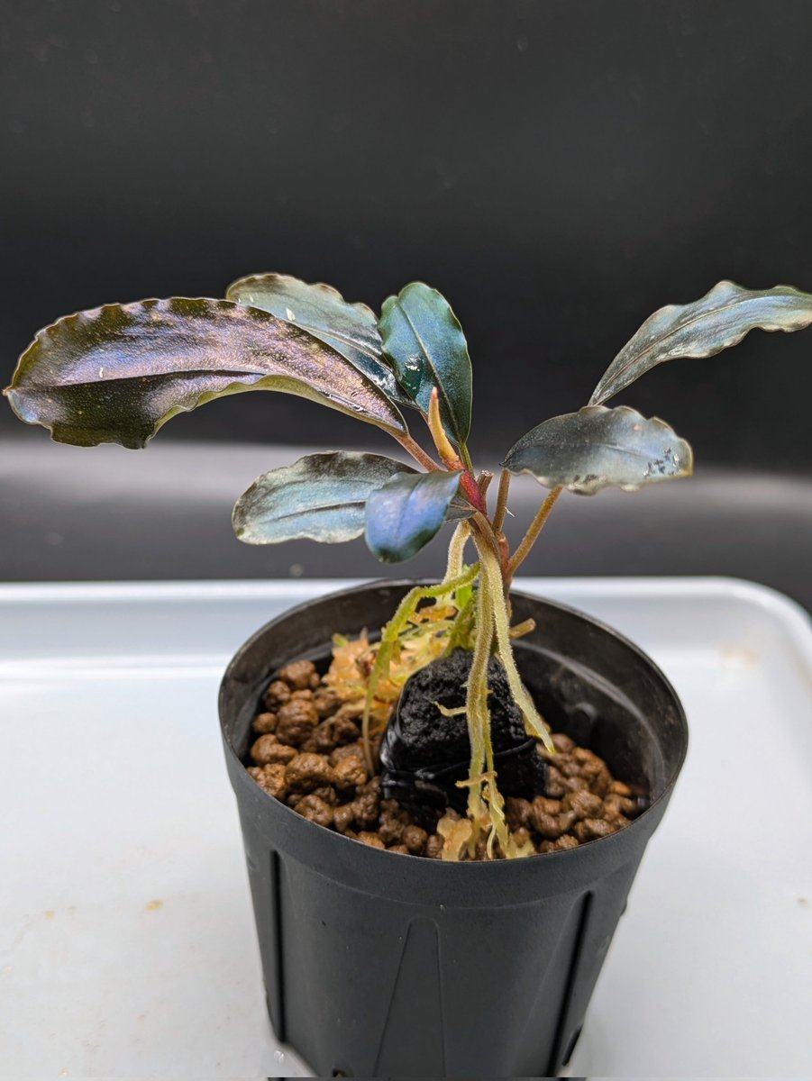 Kei@ (@keiponaQua) / Posts / X