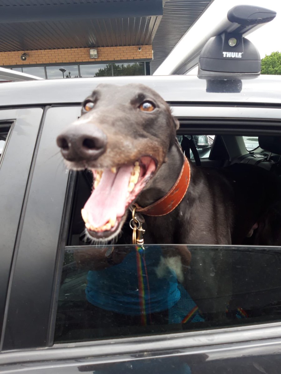 Happy 🌈birthday Lennie Loon, my gorgeous snowflake boy. Taken far too young 💔😢