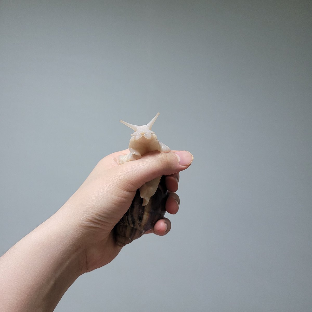 촉촉 탱글 쫀득한 토끼