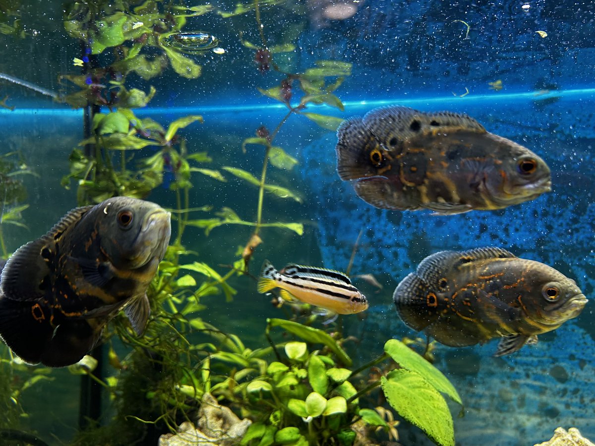 Ля які здорові чєбурєкі🥰
Скоро від гризуть мені пальці.
А поки цього не сталося,закидаю нашу банку на НРК

send.monobank.ua/jar/9jrhtbc4a3