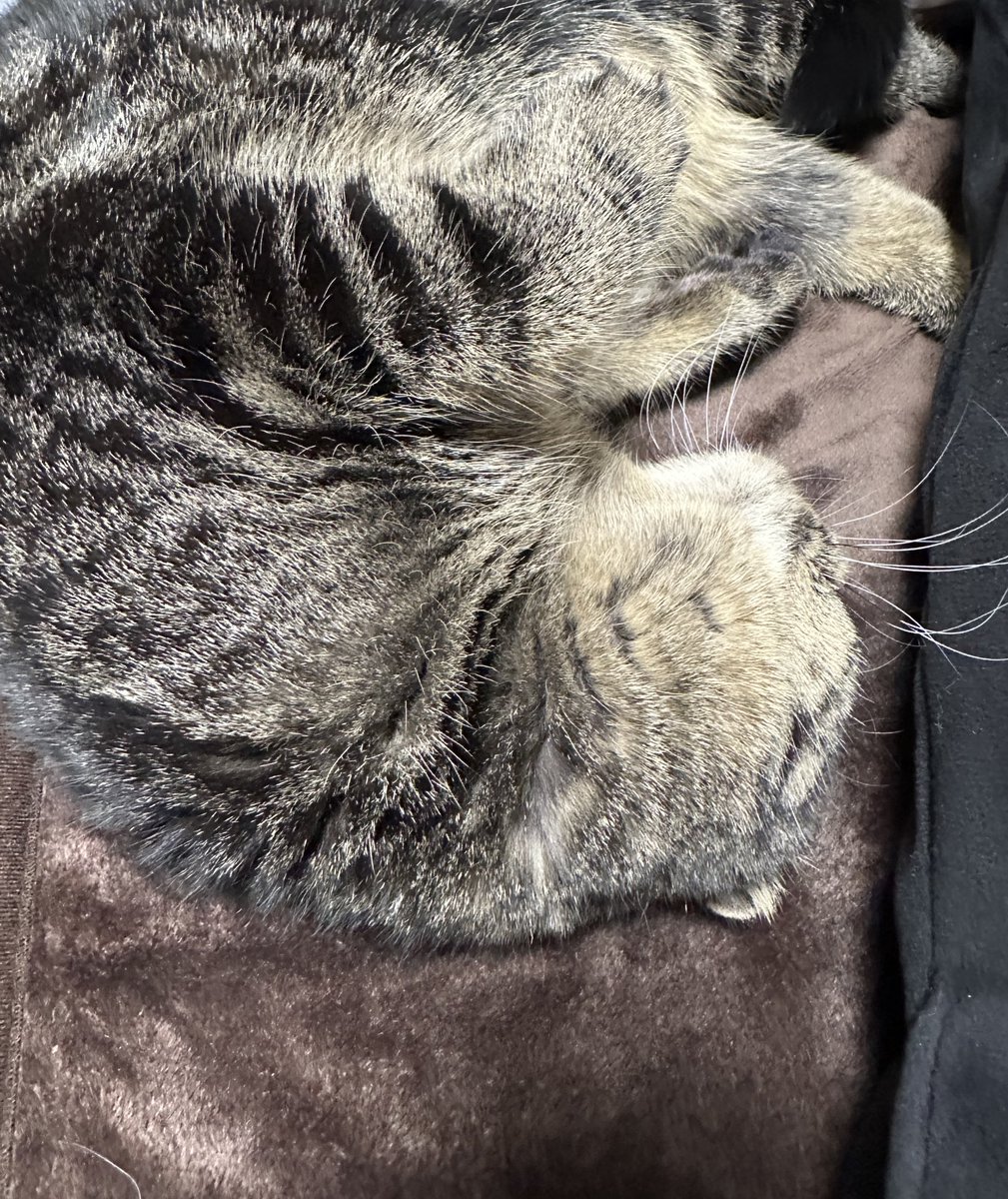 The_bosasa's tweet photo. 誕生日プレゼントで電気毛布が届いた❗️猫も大喜びだ❗️❗️ https://t.co/42bBD2qIG1