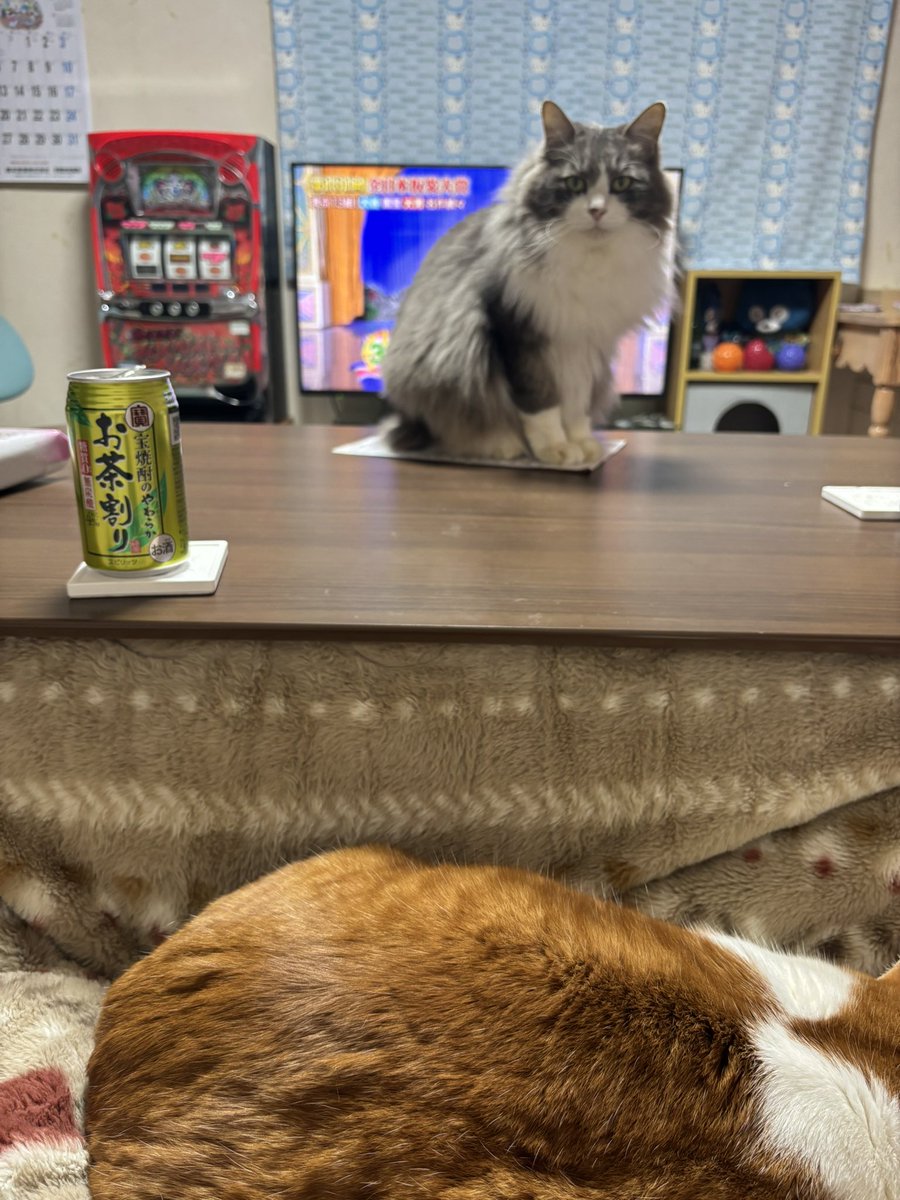 ねぇ～すみくん
ママちゃんテレビ見えないからどいてくれ～