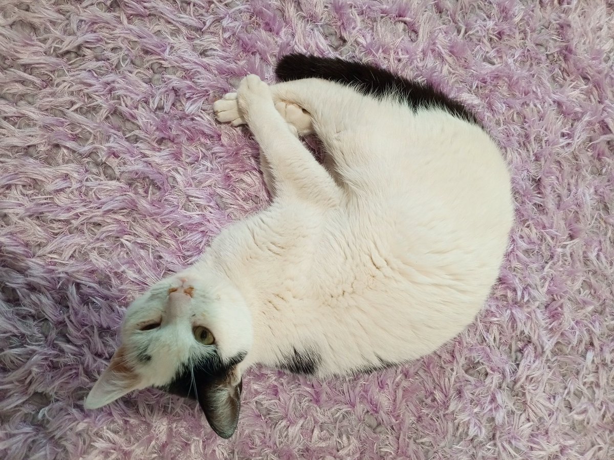 Pakize Hanım grip olunca geldi eve yerleşti. İyileşmeye de evden gitmeye de hiç niyetli değil gibi 😳