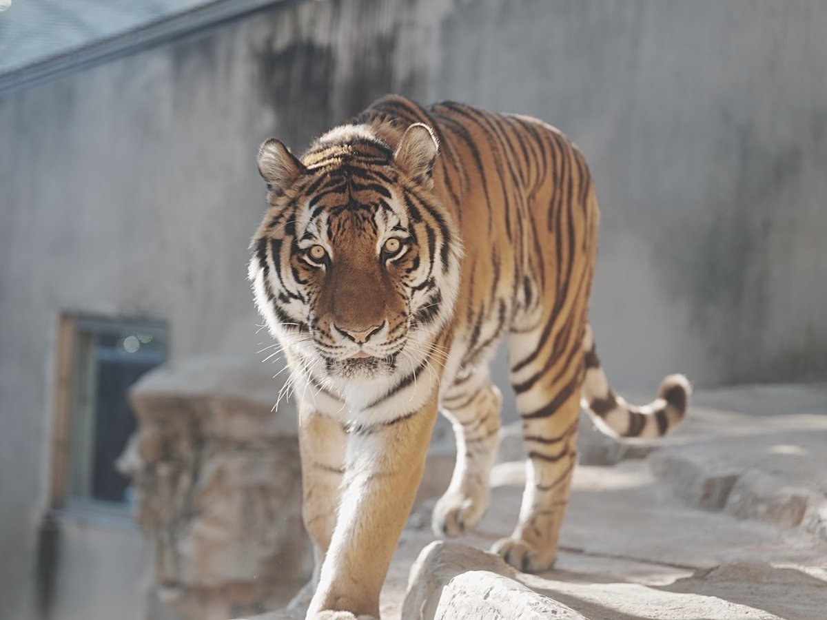 イケトラ🐅
#王子動物園
#アムールトラ
#ミシュカ