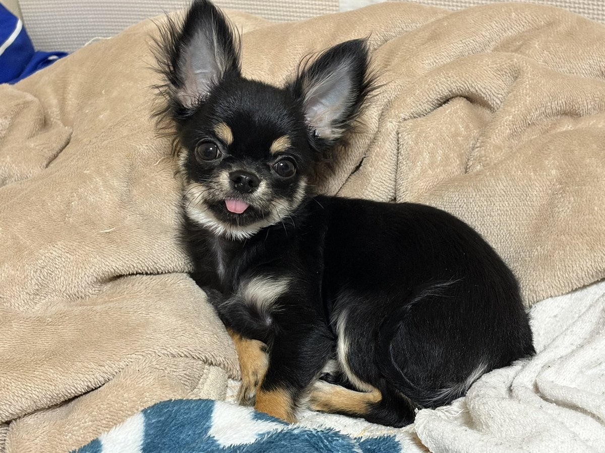 (うなぎイヌ)CHAINREACTION とK16２つ うなぎイヌ)CHAINREACTION とK162つ Amazon.co.jp: 昭和カルチャーズ