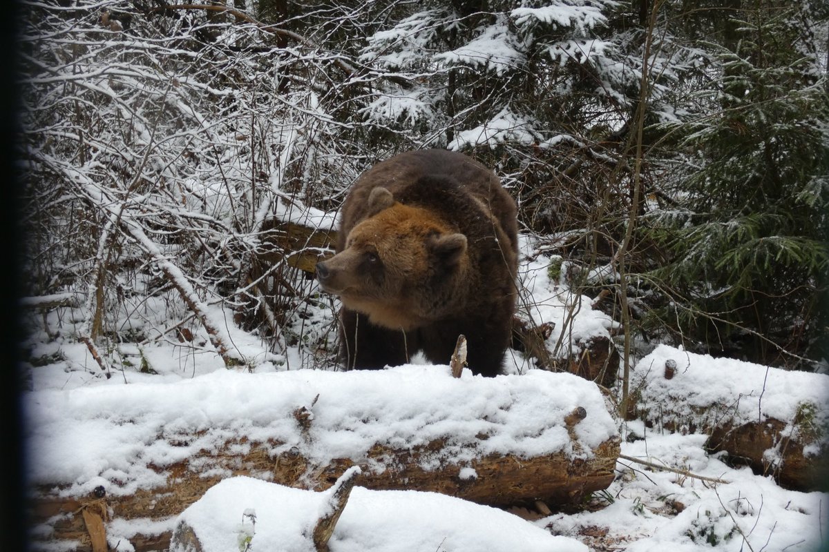 edruva's tweet image. Ilzītei 25 gadi – cienījams vecums.
👉Lasi vairāk:👉edruva.lv/sabiedriba/25-…