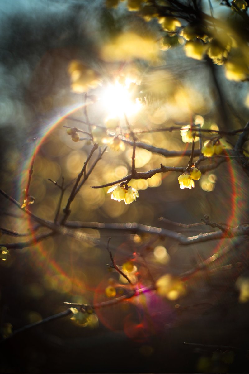 Nao (@Naonox_photo) / Posts / X