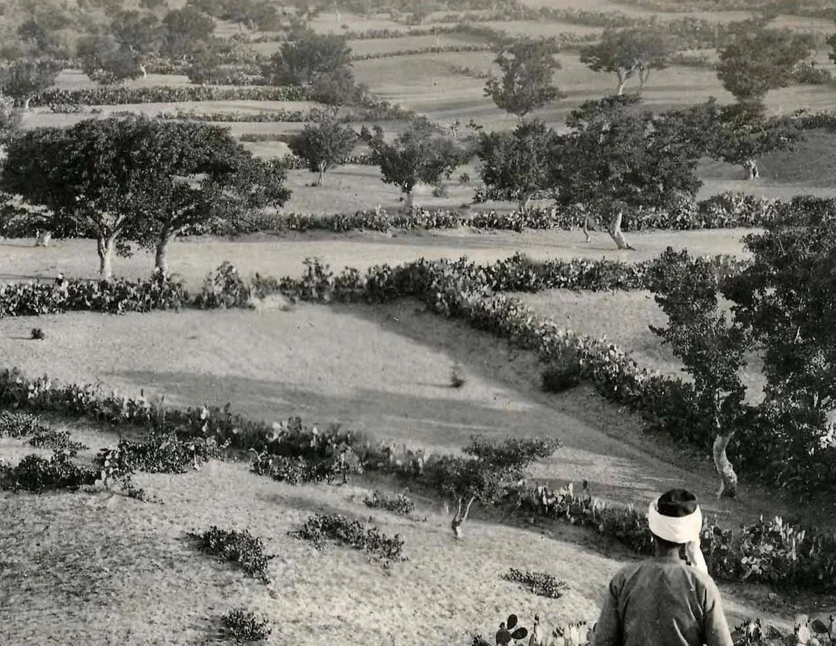 c. 1900, Gaza, Palestine 🇵🇸 

A Palestinian farmer overlooking the fields near Gaza.
