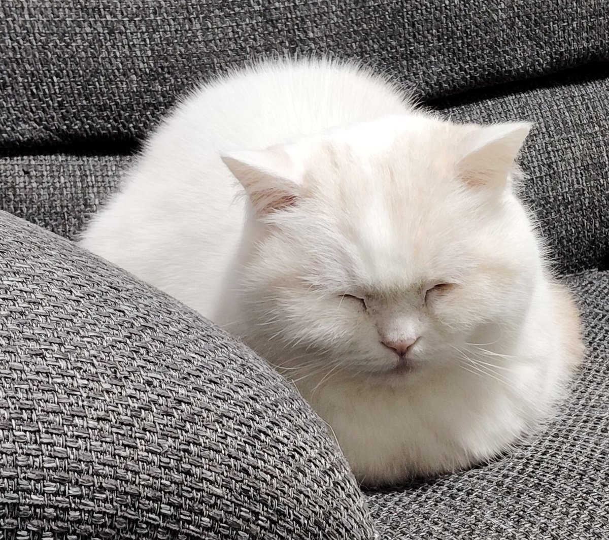 福ちゃん (@fukuchanwhite) on X