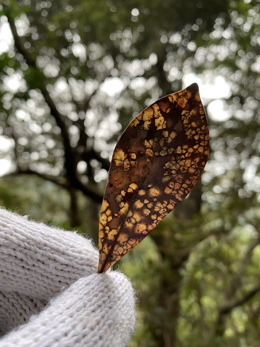 この地図が出来るまで
どの位の時間がかかるのだろう
透かして見るのが
自分の流行り

2026-1/12
#天草のきのこ探し