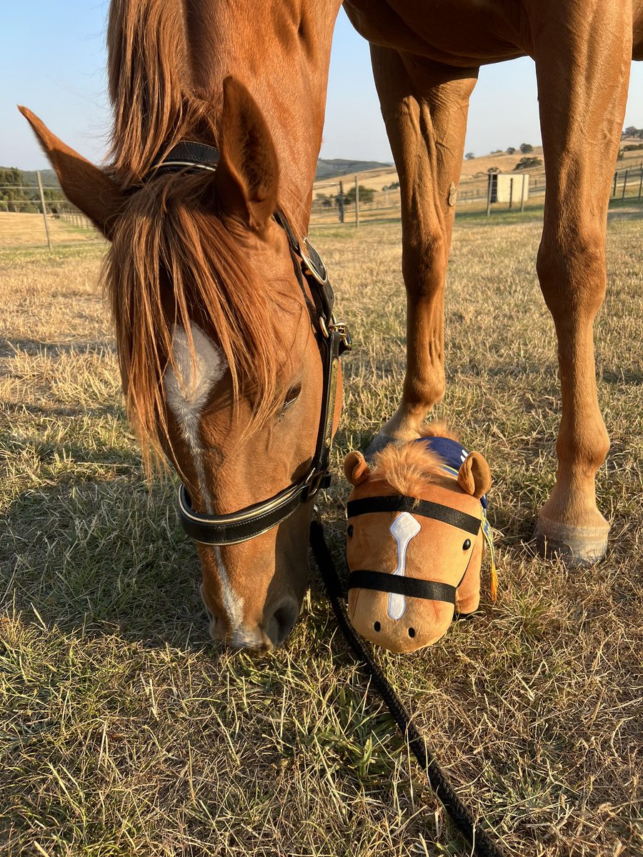 Lunar & Sunny 🐴 tweet media