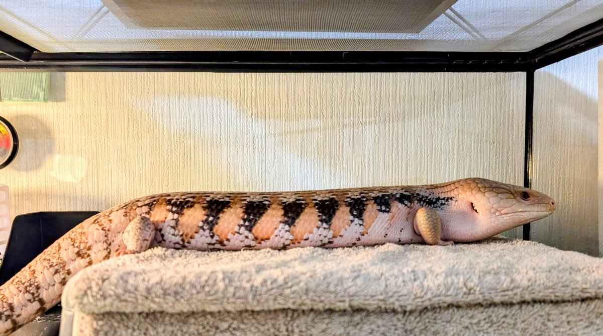 暖かくてのんび～りしてるアポロさん🦎
最近は野菜断固拒否するの困ってるからちゃんと食べてくださいね？デビフに紛れさせた野菜を掘り出して食べないのはおやめくださいね？