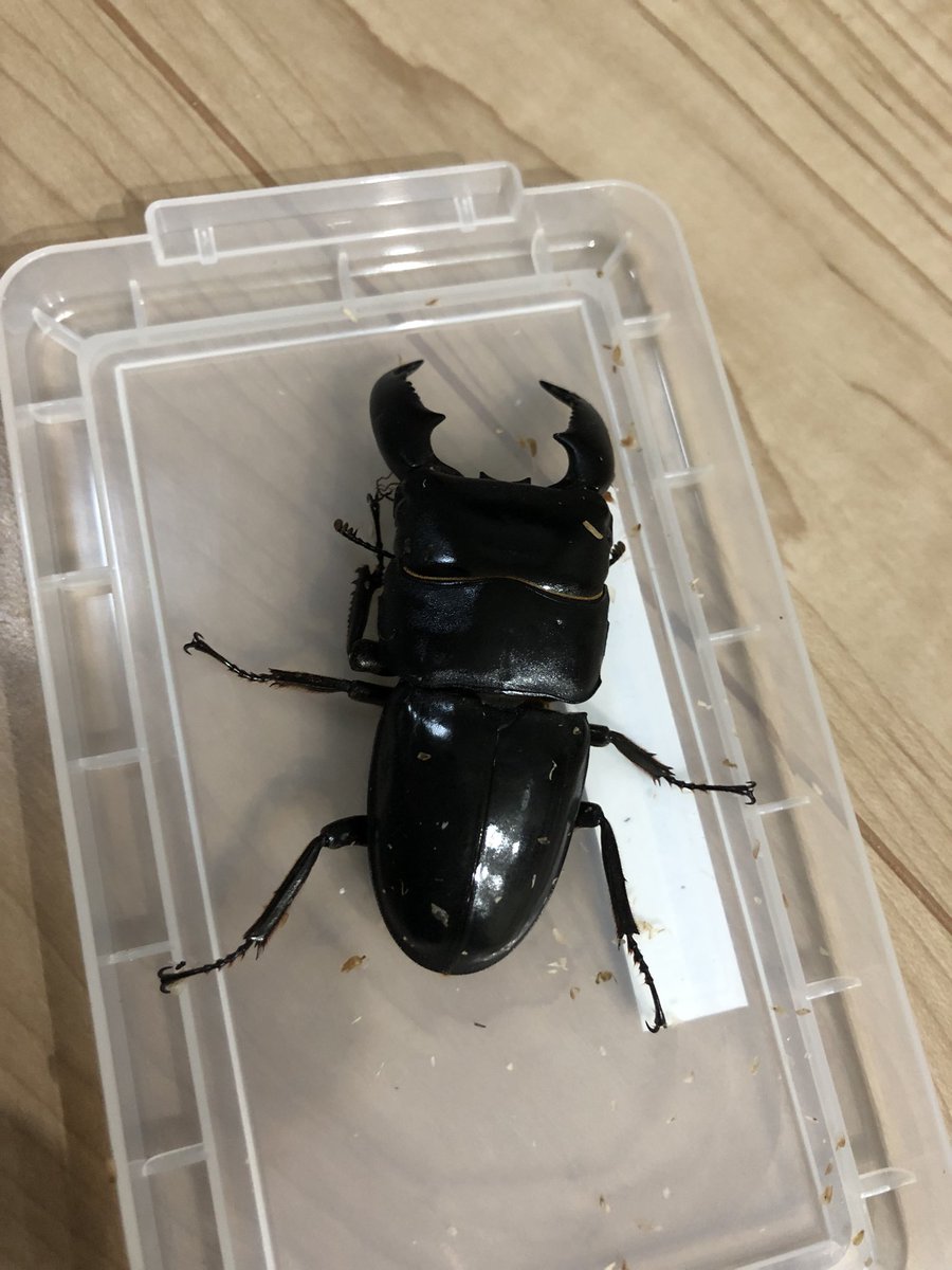 カブクワブリーダー WD】《ブケットフタマタクワガタ 73mm ペア》 | KPW公式オンラインショップ