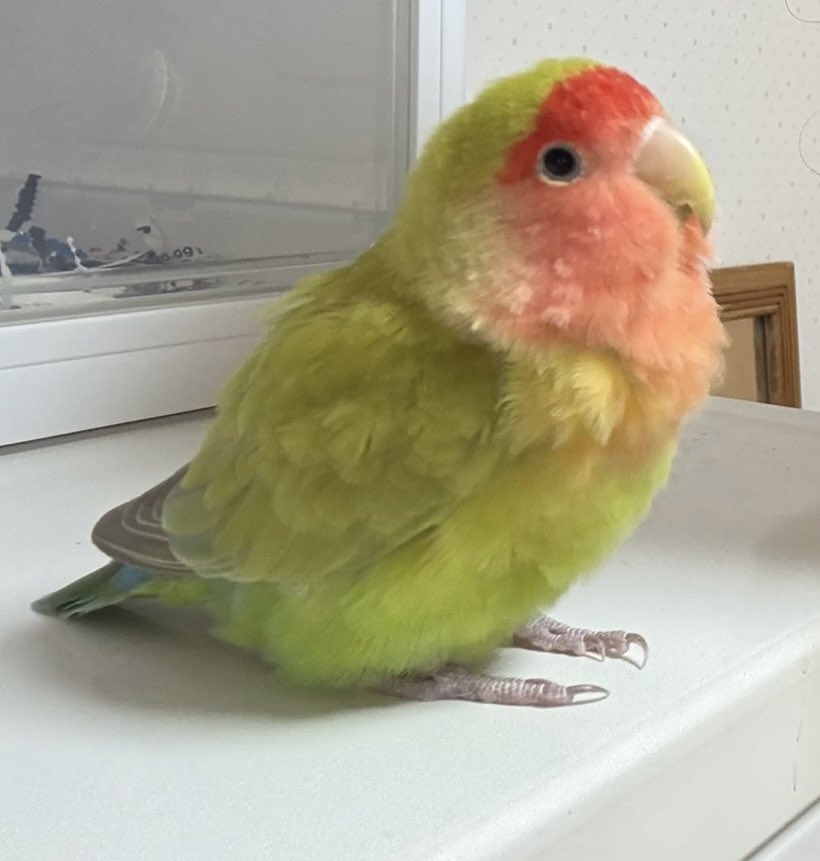 ピッピ12歳になりました^^*