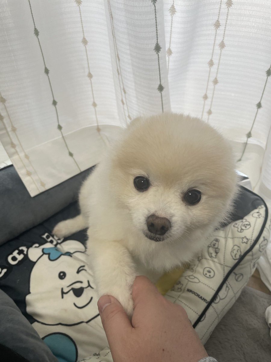 ぽんすけ大先生 (@yuyuyuyumee) / Posts / X