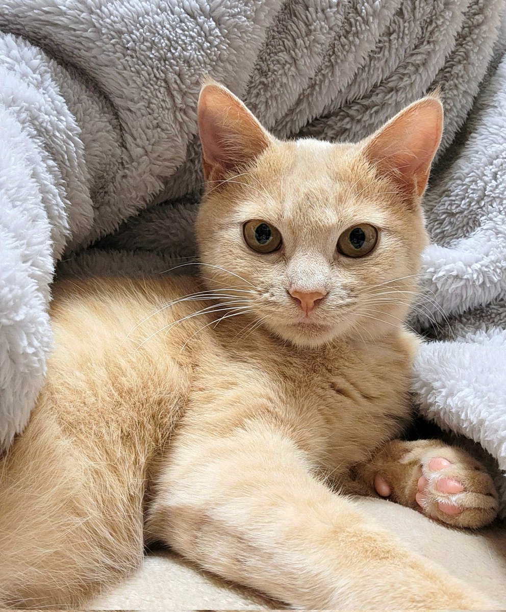 アンディー君すごいきめ顔

😾ぼくがまもるから ｷﾘｯ✨

 #保護猫  #猫のいる暮らし  #猫のいる幸せ  #猫好き
