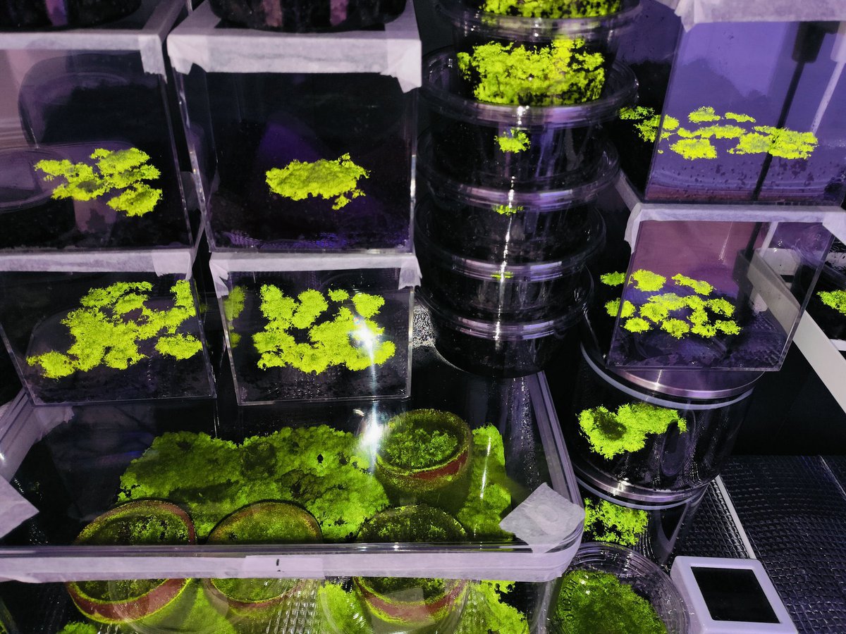 Schistostega pennata ヒカリゴケ科ヒカリゴケ属のコケ🪴✨ 1科1属1種