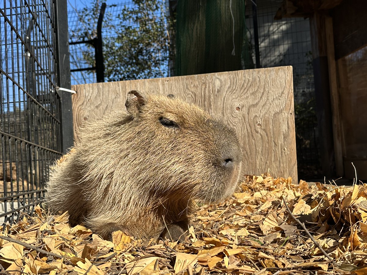 かぴばら3 (@kapibara334) / Posts / X