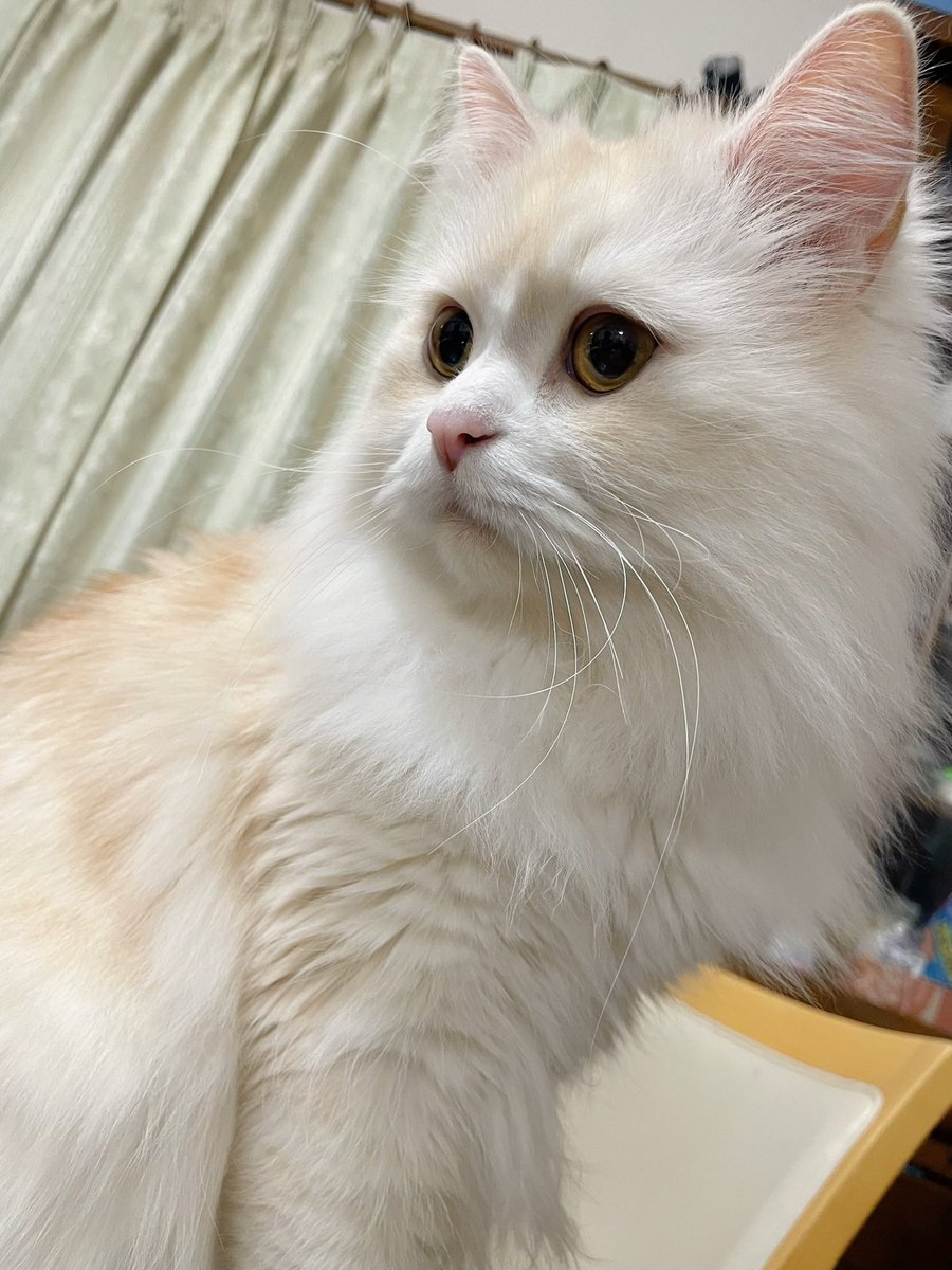 うちのイケメンぷりんです。
はぁ、お顔が良過ぎます😵
#ミヌエット　#猫の居る暮らし