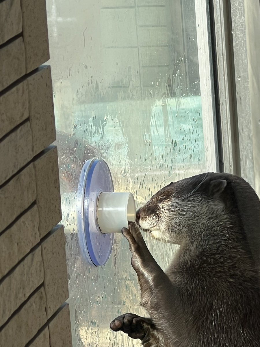 かわうそ(・ᴥ・) (@iF9kOxq2miU6JaD) / Posts / X