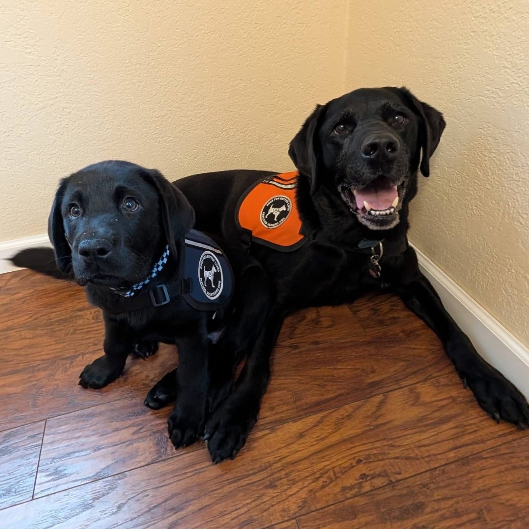 dogsbetterlives's tweet image. Pup meets the professional 

Puppy in Training 🐾 Nando got to meet (and play with!) Certified Hearing Dog 🐾 Ace, and honestly—it doesn’t get much cuter than this.

Moments like these are a reminder of how special our DBL community is!

Huge thanks to Tammy, Nando’s amazing…