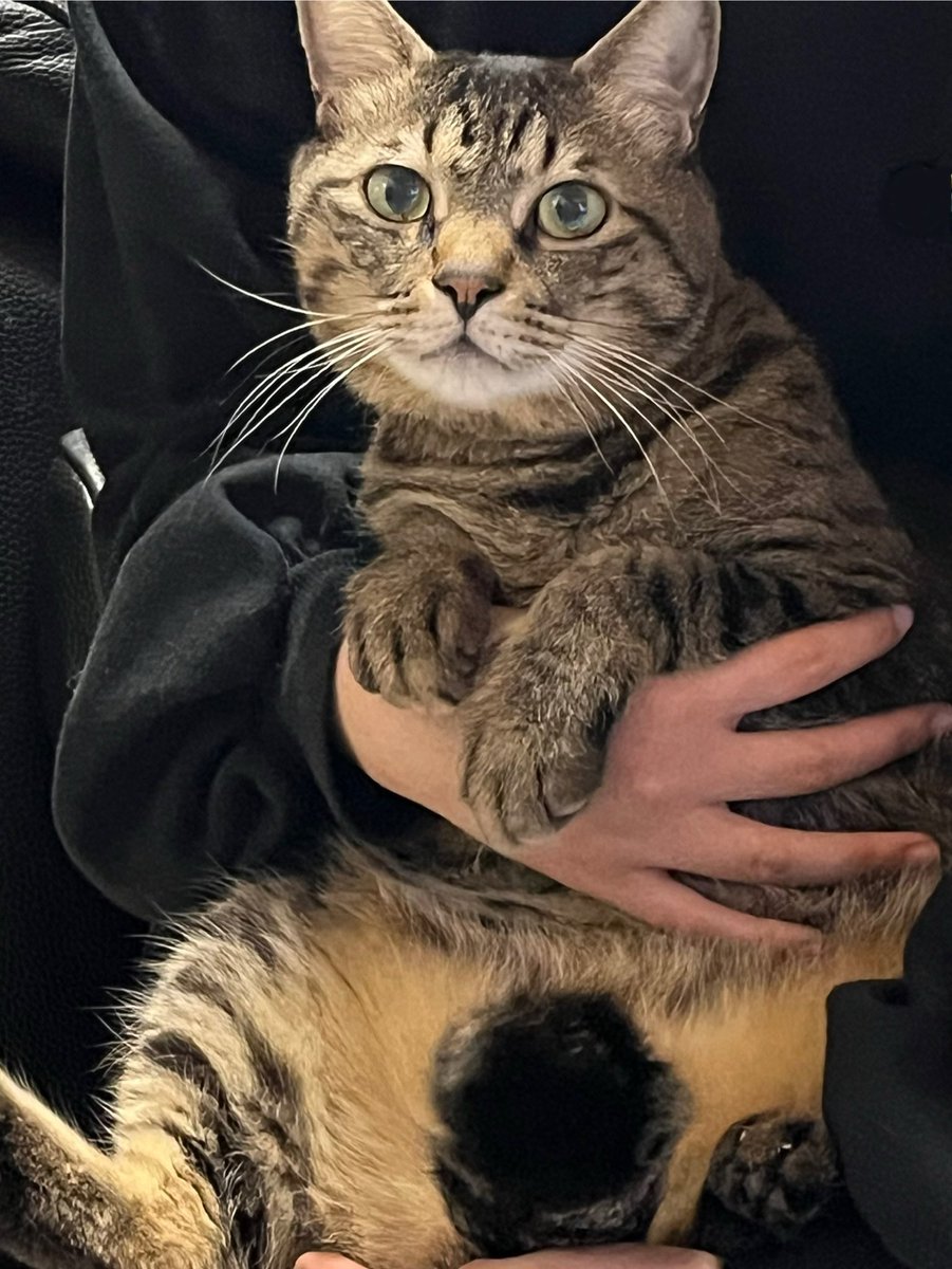 ただの猫好き (@chitakohaku) / Posts / X