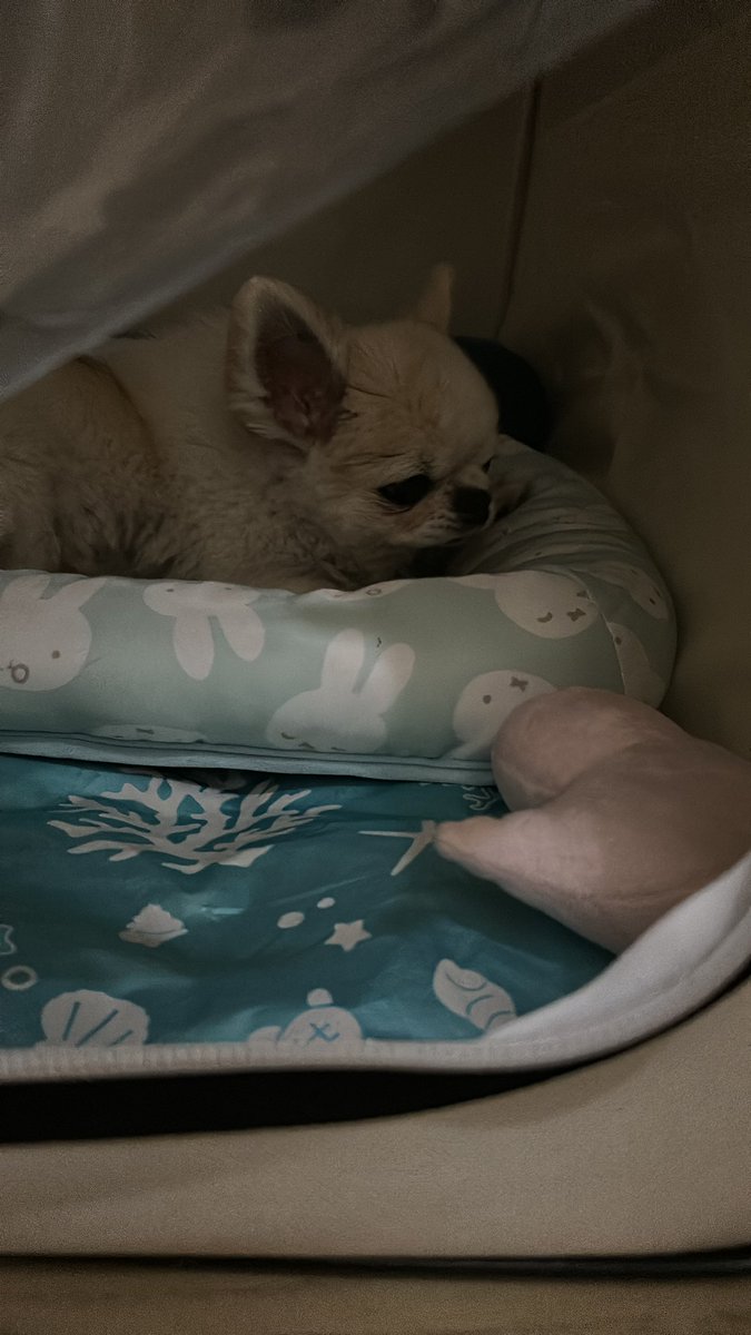 nicoちゃん (@nicocyan0117) / Posts / X