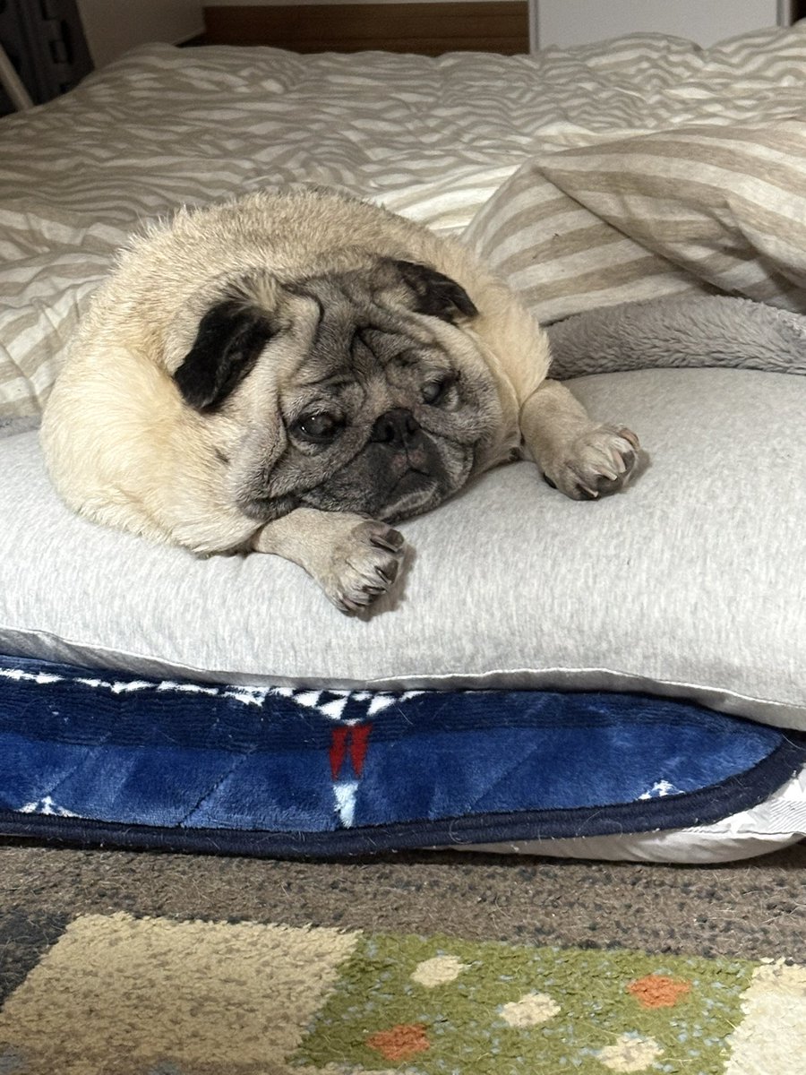 パグお(パグ愛好家) (@pug3ta) / Posts / X