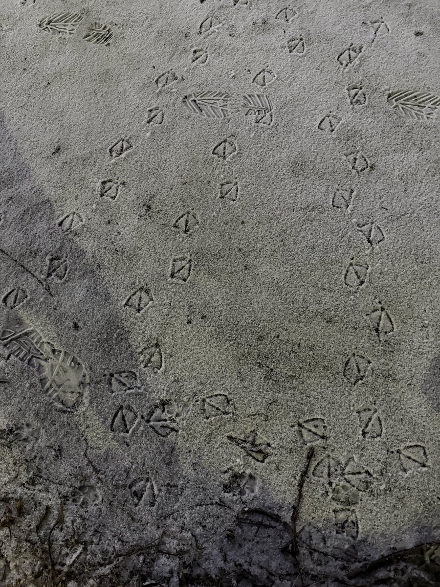 오리
오리발자국