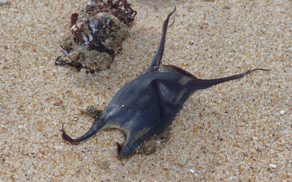 ProtectStingray's tweet photo. If you find a “mermaid’s purse” on the beach, it’s a skate egg case. It’s a leathery pouch with little horns/tendrils at the corners that skates lay on the seafloor. A baby skate develops inside for months and then hatches.  By contrast, most stingrays give live birth. https://t.co/aCMRa0gbkl