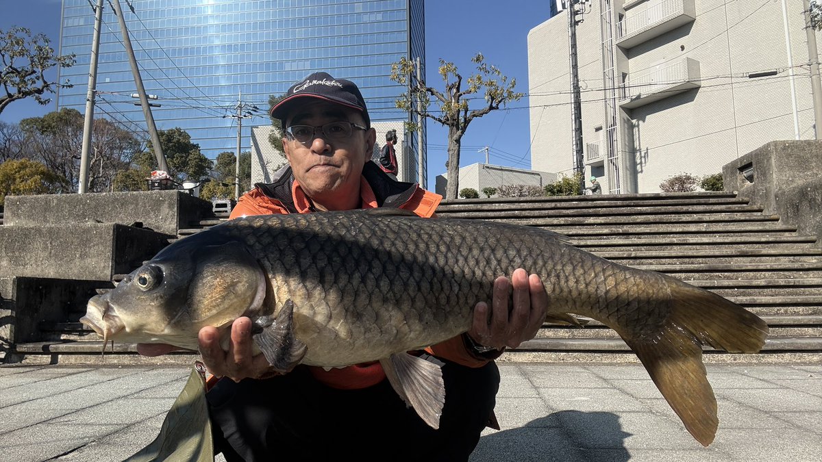 t_tsuchida's tweet photo. 連休最終日にようやく釣行が叶いました。本日は4ヒット/4ゲットで最大魚は90cmでした。😁 例年に比べると魚信が弱いので掛かりが浅くなりがち。故にバラさない様に丁寧なやり取りを心がけました。
#WinterHero
#第二寝屋川
#大阪城ホール https://t.co/dORC5XzXAj