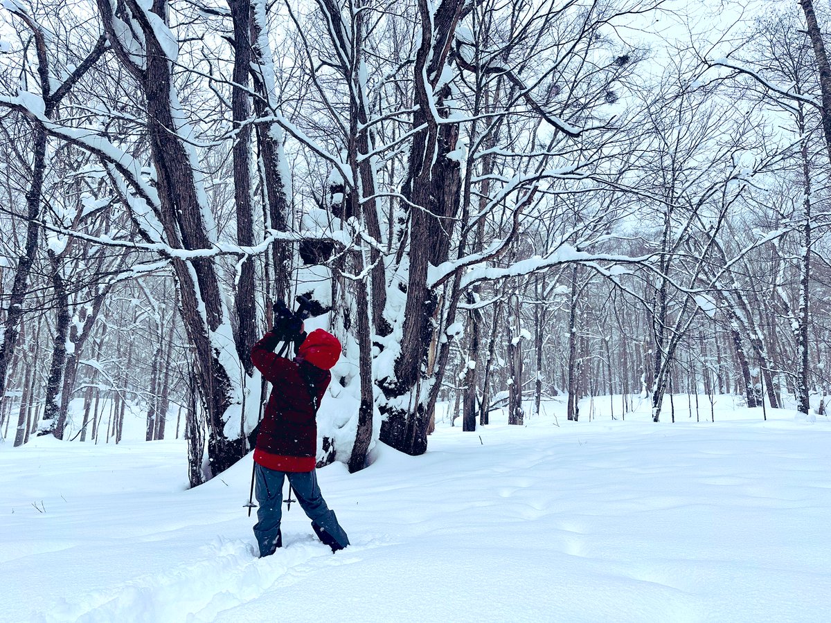 そしてこちらは、樹齢900年の木。 森の神様、と呼ばれていた。